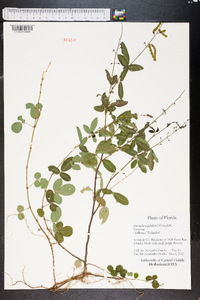 Desmodium glabellum image