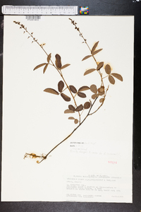 Desmodium incanum image