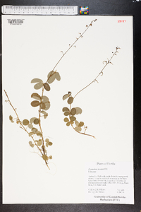 Desmodium incanum image