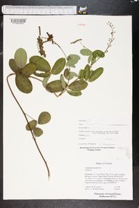 Desmodium incanum image