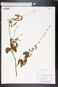 Desmodium lineatum image