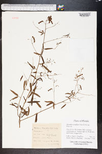 Desmodium tenuifolium image