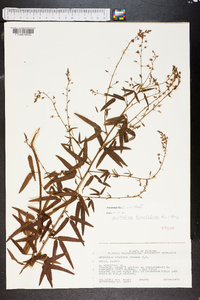 Desmodium tenuifolium image