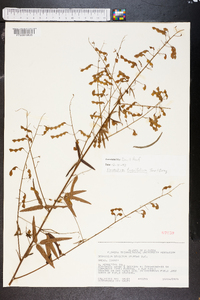 Desmodium tenuifolium image