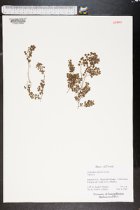 Desmodium triflorum image