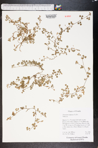 Desmodium triflorum image