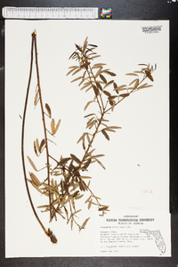 Desmodium tenuifolium image