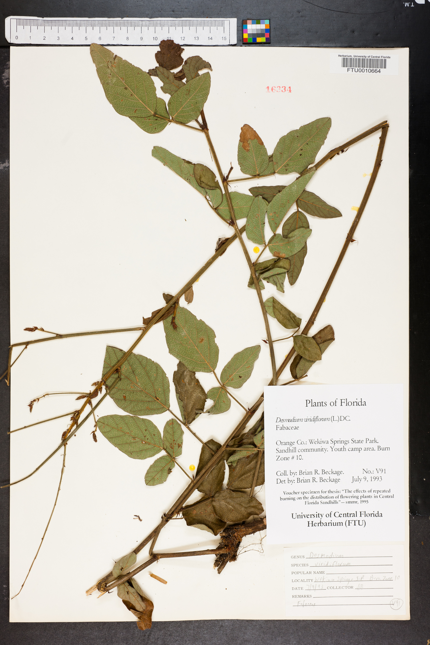 Desmodium viridiflorum image