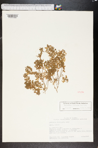 Desmodium triflorum image