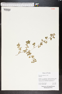 Desmodium triflorum image