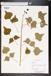 Erythrina herbacea image