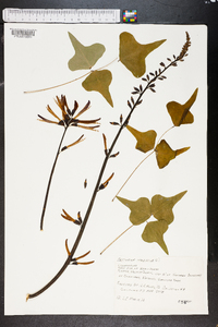 Erythrina herbacea image