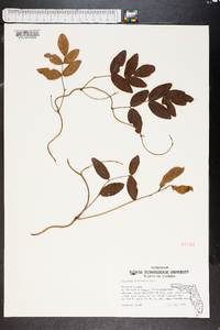 Galactia elliottii image
