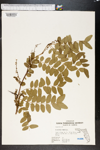 Gleditsia aquatica image