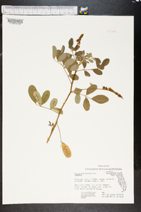 Indigofera hirsuta image