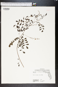 Indigofera caroliniana image