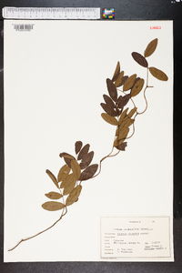 Galactia elliottii image