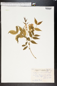 Lathyrus vernus image