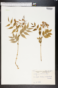 Lathyrus vernus image