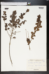 Lespedeza capitata image