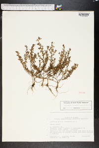 Kummerowia striata image