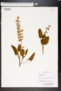 Lupinus diffusus image