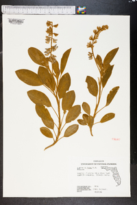 Lupinus diffusus image