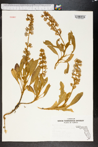 Lupinus diffusus image