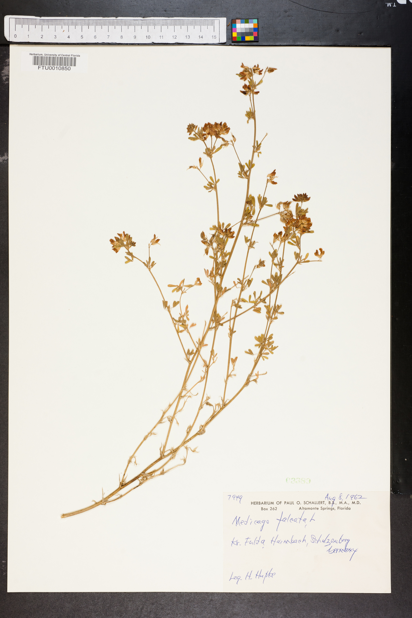Medicago falcata image