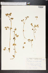 Medicago maculata image