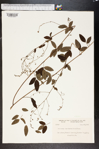 Meibomia laevigata image