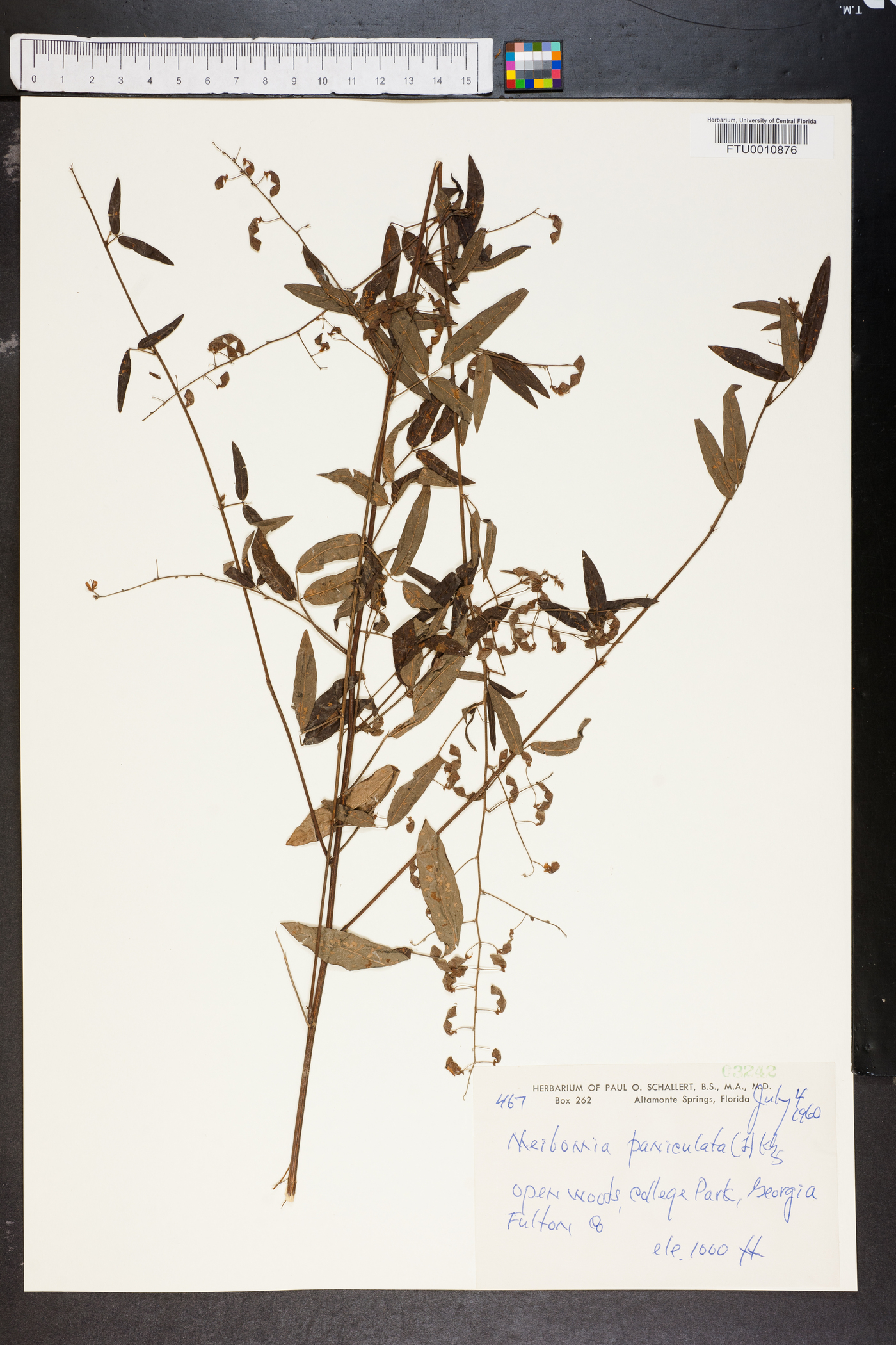 Meibomia paniculata image