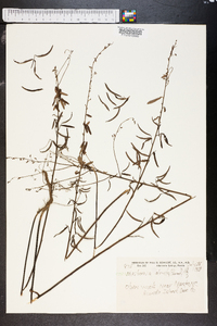 Media resource of Meibomia stricta