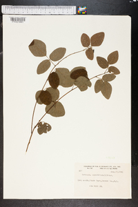 Meibomia viridiflora image