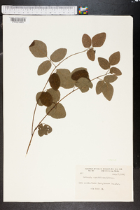 Media resource of Meibomia viridiflora