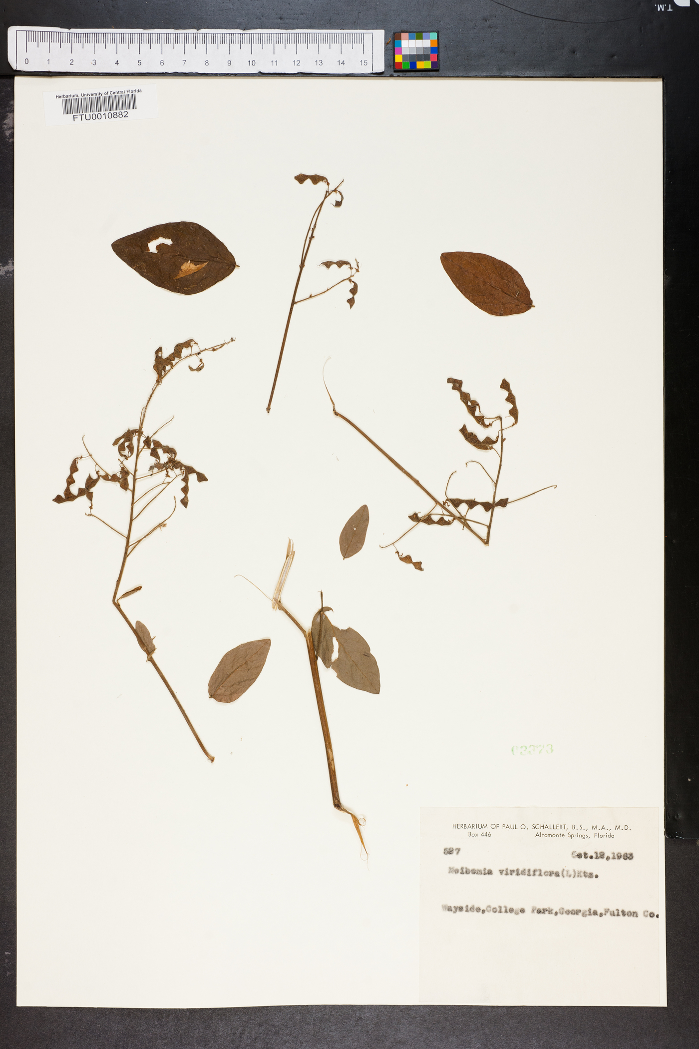 Meibomia viridiflora image