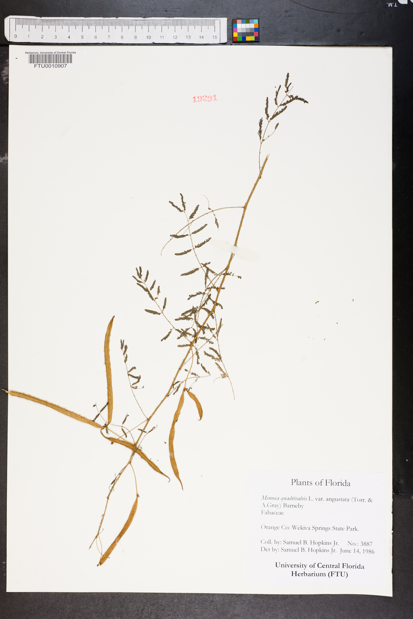 Mimosa quadrivalvis image