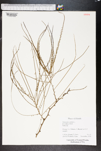 Parkinsonia aculeata image