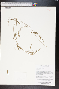 Vicia acutifolia image