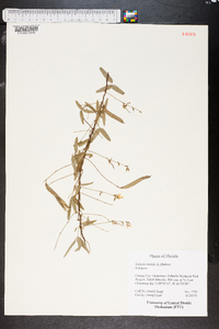 Galactia volubilis image