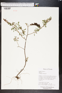 Indigofera hirsuta image