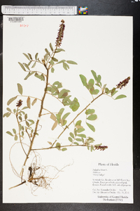 Indigofera hirsuta image