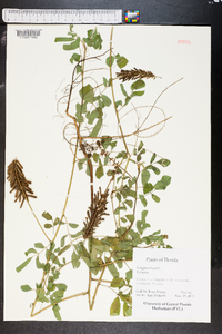 Indigofera hirsuta image