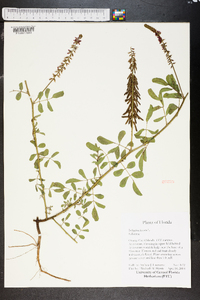 Indigofera hirsuta image