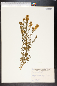 Genista tinctoria image