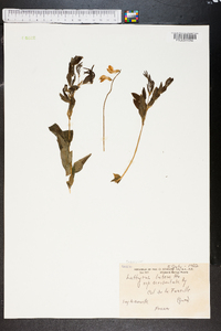 Lathyrus luteus image