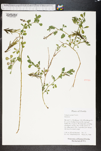 Indigofera spicata image