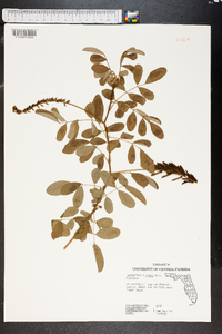 Indigofera hirsuta image