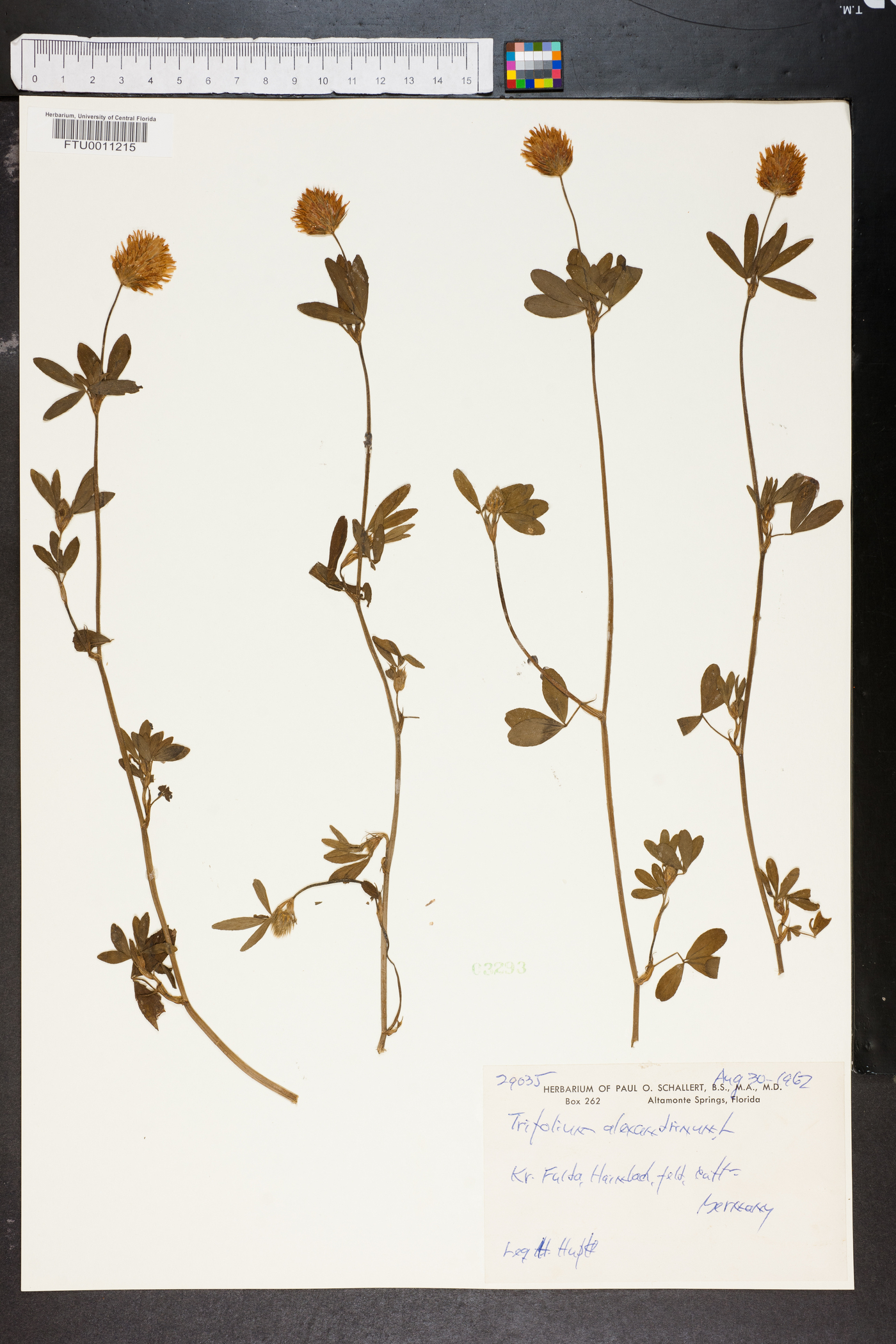 Trifolium alexandrinum image