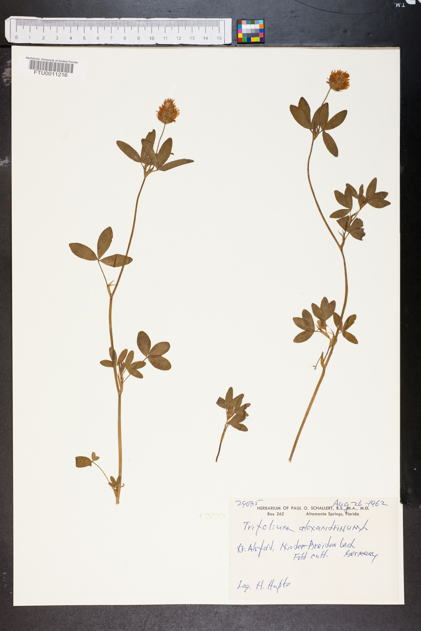 Trifolium alexandrinum image